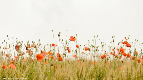 Bienvenida primavera